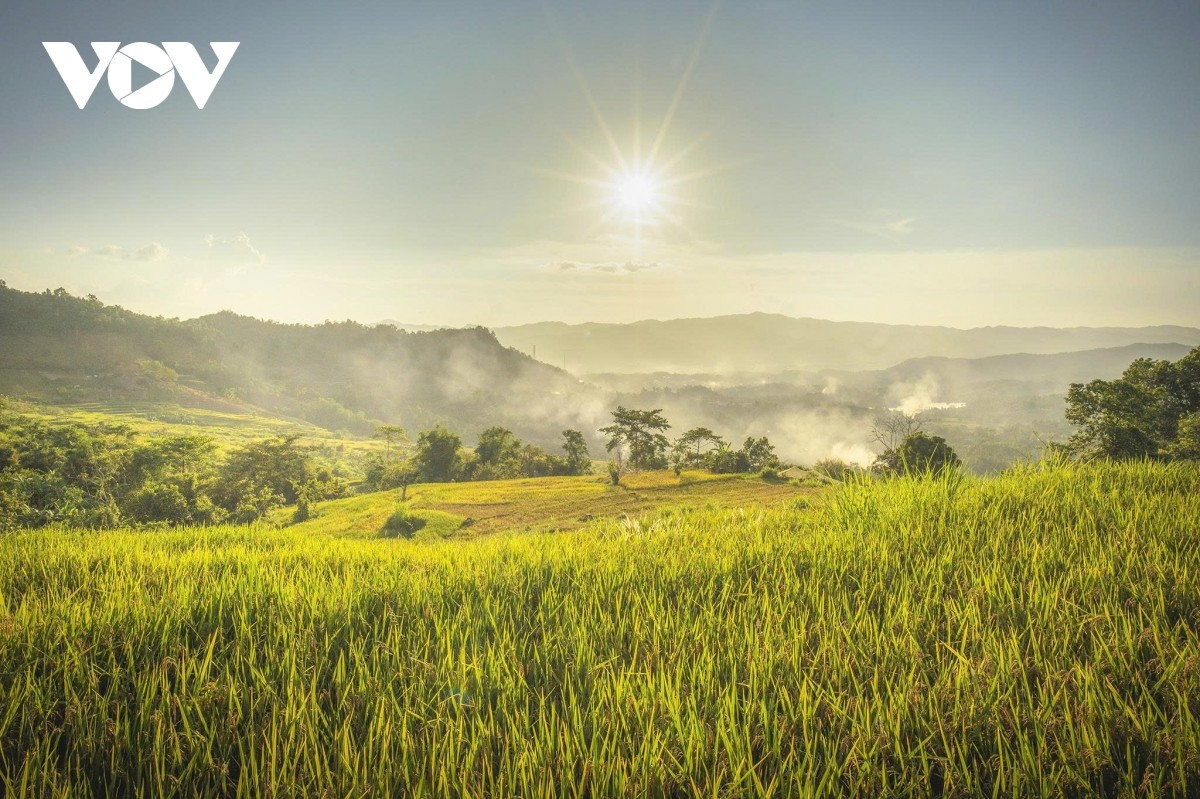 El color dorado del sol se mezcla con el del arroz, creando una paleta cromática característica de la época de abundancia.