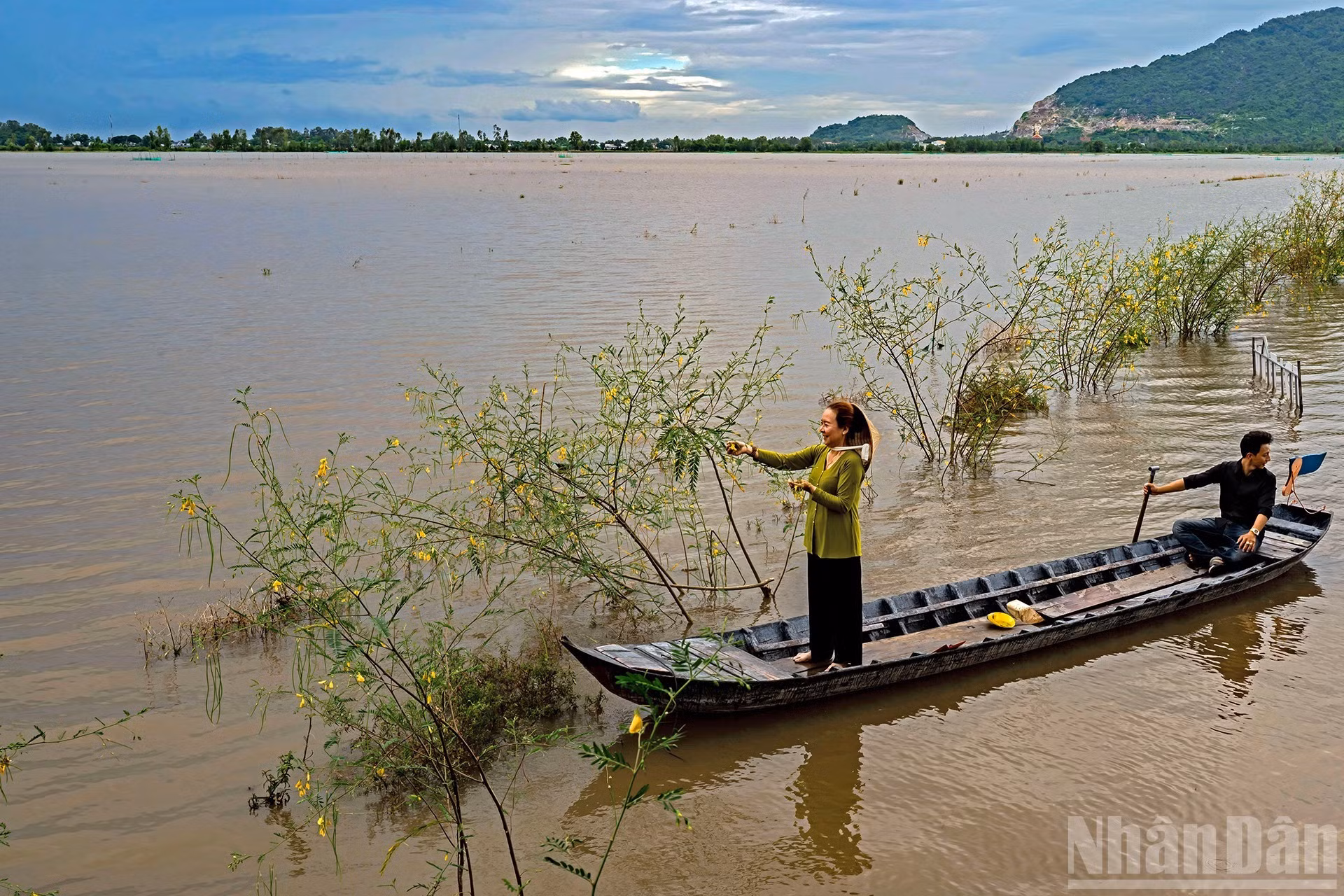 Recolección de flores de sesbania durante la temporada de crecidas.