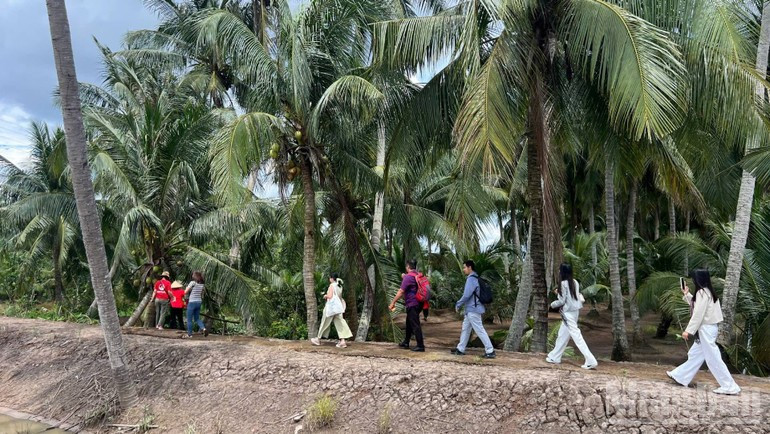 Los turistas caminan entre los verdes palmerales.
