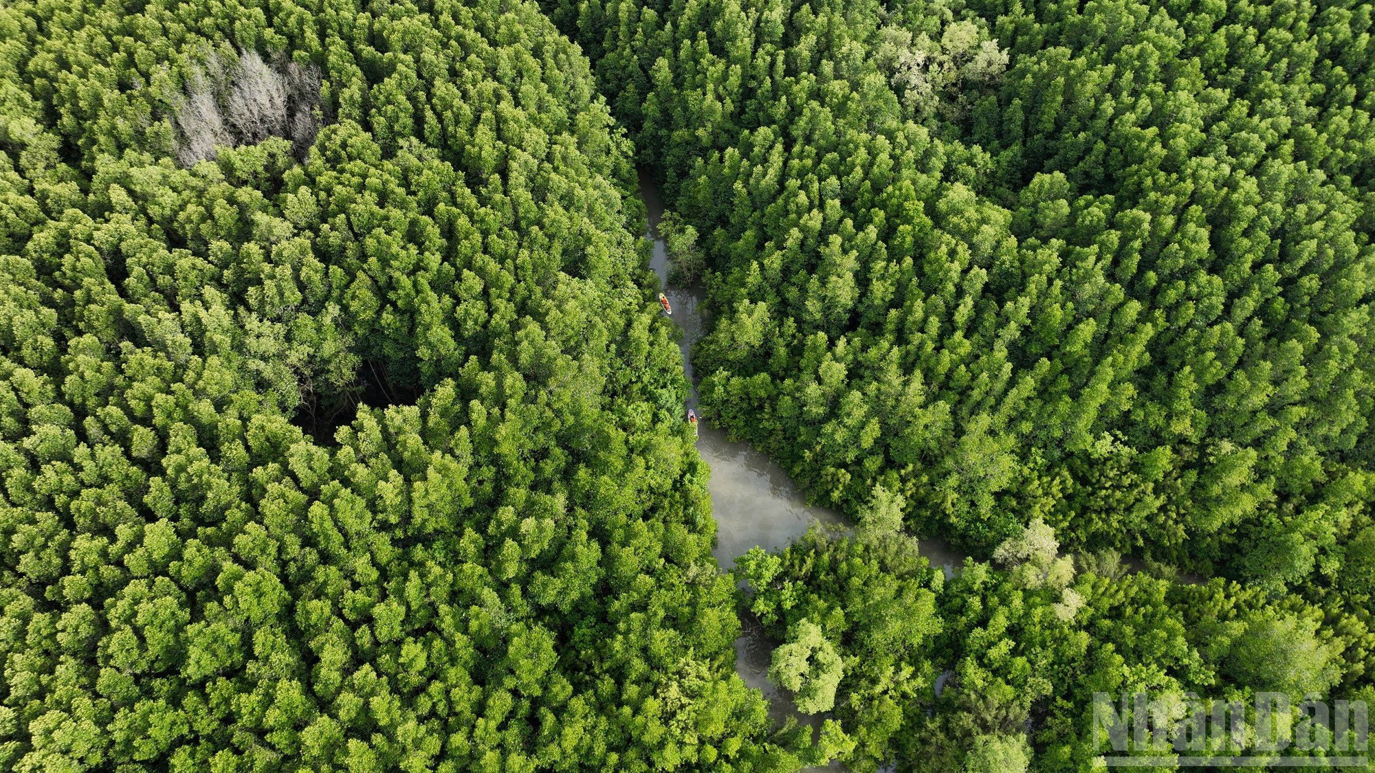 Con una superficie de más de 75 mil 700 hectáreas, la reserva de biosfera de manglares de Can Gio destaca por su red de ríos entrelazados y su abundante vida silvestre. Este bosque se considera el “pulmón verde” de la ciudad, esencial para la regulación del clima y la conservación del entorno natural.