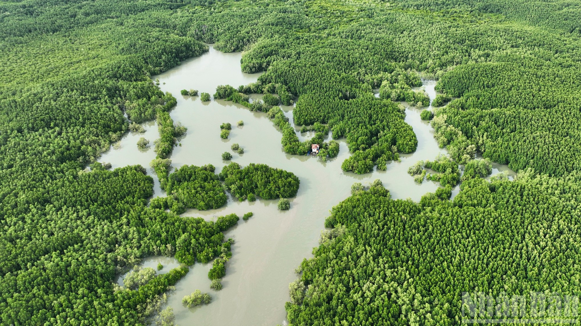 Hoy, Can Gio se mantiene frondoso y es el hogar de más de 130 especies de peces, otras tantas de aves, 31 reptiles raros, 19 mamíferos, más de 150 especies de plantas y cientos de invertebrados acuáticos.