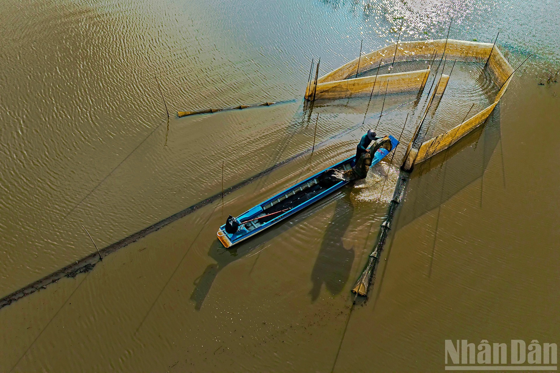 Captura de camarones y peces en trampas tradicionales.