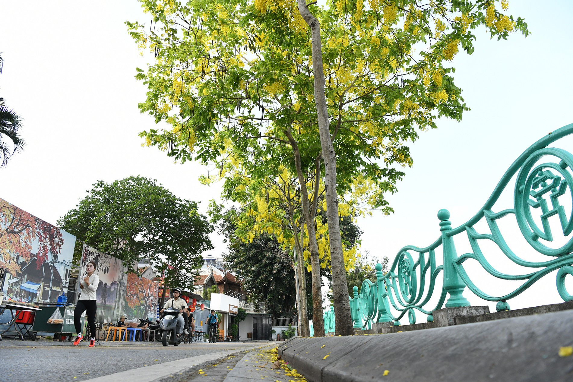 El llamativo color dorado invade las calles de Nguyen Dinh Thi, Trich Sai y Van Cao. El llamativo color dorado invade las calles de Nguyen Dinh Thi, Trich Sai y Van Cao.