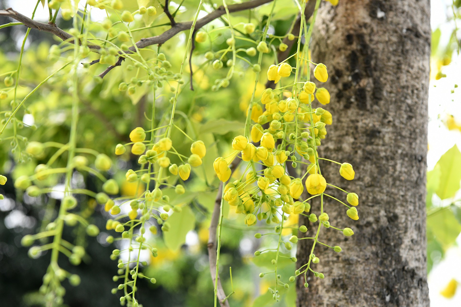 Cada temporada de floración de esta especie acaece desde mayo hasta julio. Cuanto más sol reciben, más brillantes se vuelven las flores. Cada temporada de floración de esta especie acaece desde mayo hasta julio. Cuanto más sol reciben, más brillantes se vuelven las flores.