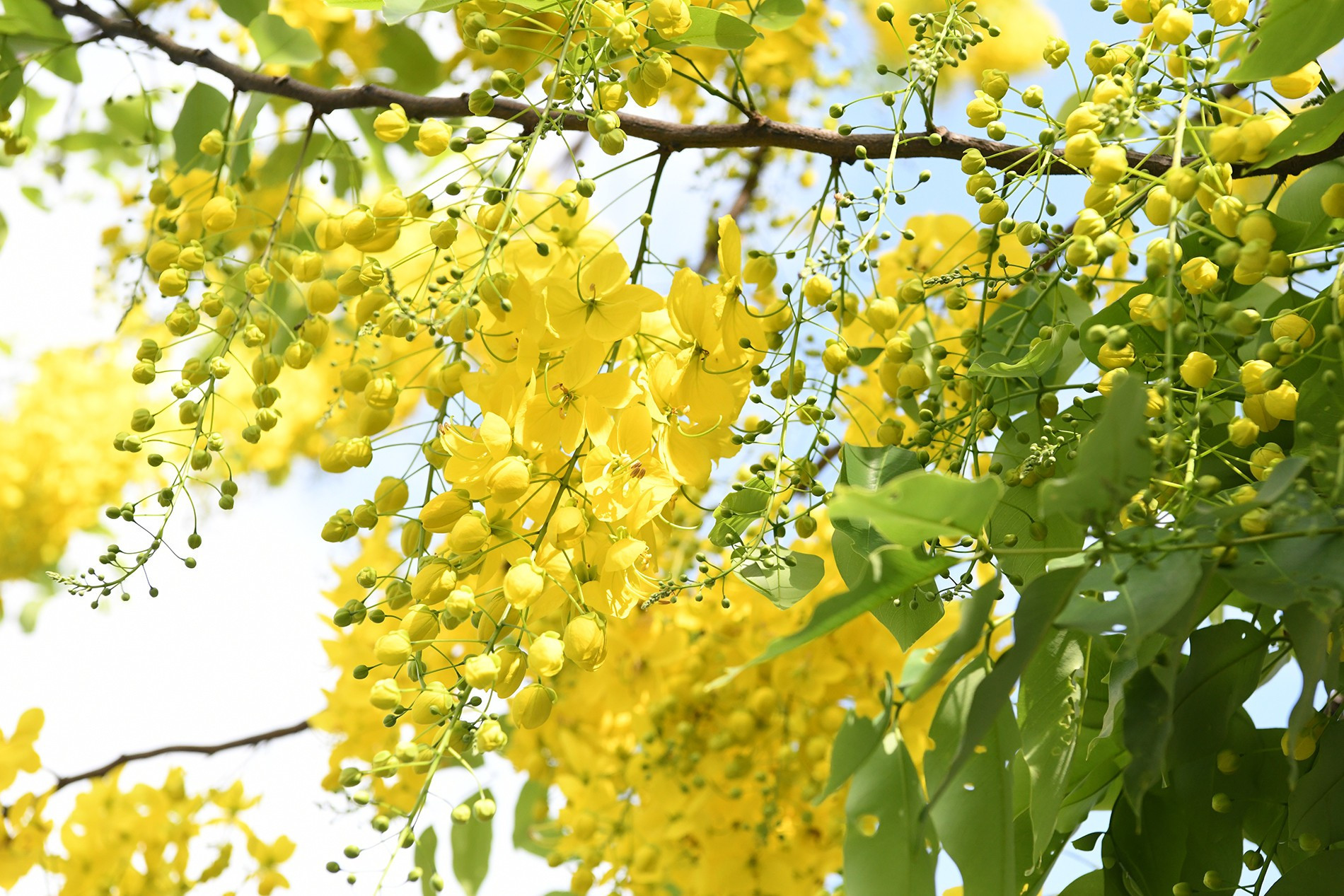 Sus tallos y ramas, aunque frágiles, se cargan de flores. Sus tallos y ramas, aunque frágiles, se cargan de flores.