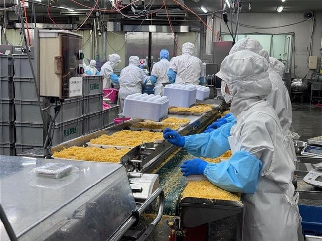 Trabajadores vietnamitas en la planta procesadora de ostras de Kunihiro Inc. (Foto: VNA) Trabajadores vietnamitas en la planta procesadora de ostras de Kunihiro Inc. (Foto: VNA)