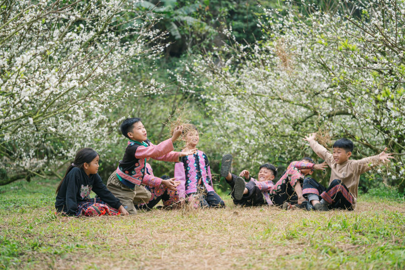 Ciruelos fuera de temporada en Moc Chau florecen blancos inmaculados en pleno invierno