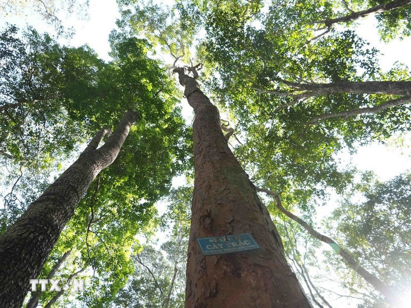 Vietnam impulsa la economía forestal sostenible como motor de prosperidad local. Foto ilustrativa: VNA