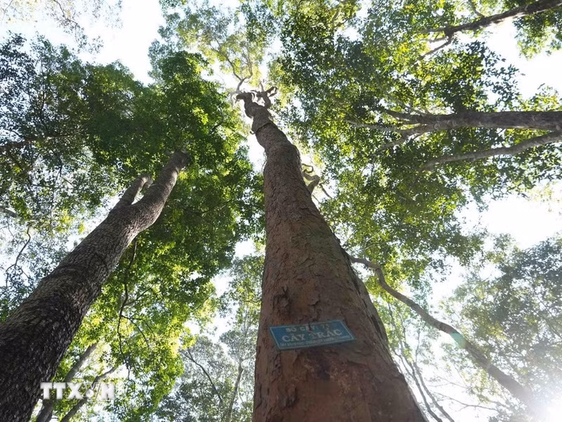 Vietnam impulsa la economía forestal sostenible como motor de prosperidad local. Foto ilustrativa: VNA