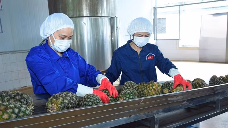 Las frutas y hortalizas están entre los productos con mayor potencial de crecimiento en el mercado de Oriente Medio. En la foto, procesamiento preliminar de piñas en la empresa exportadora de alimentos Dong Giao. (Foto: Nhan Dan).