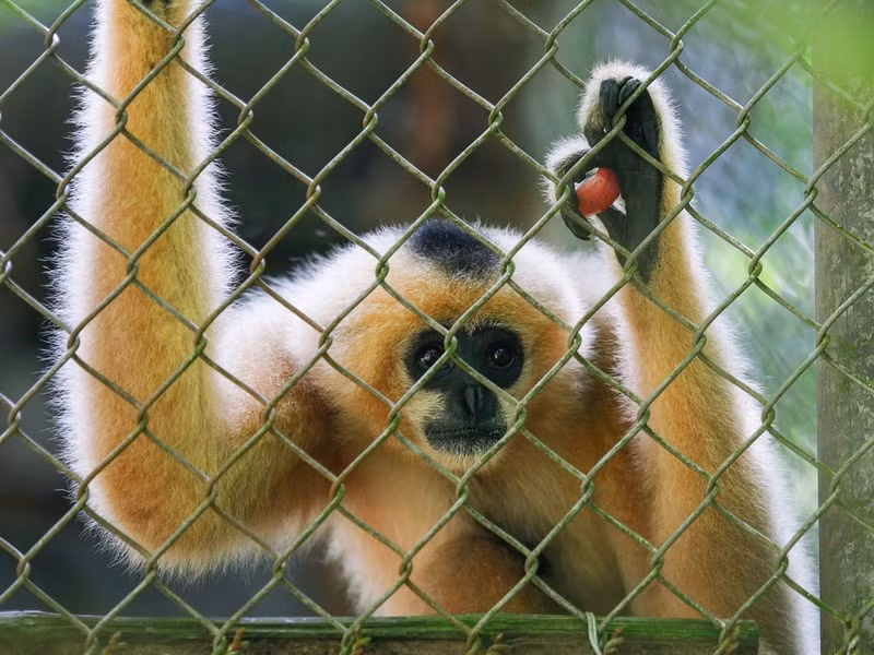 La hembra del gibón de mejillas rojas resalta por su pelaje de tonos naranja y beige, con algunas franjas negras en la cabeza.