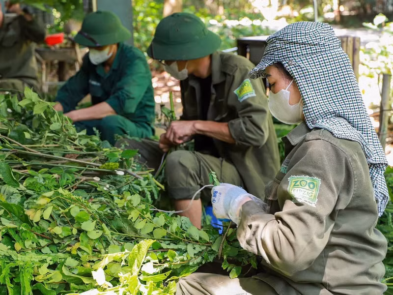 Detrás del cuidado minucioso de cada primate está el compromiso incansable de un equipo dedicado de expertos, personal y voluntarios.