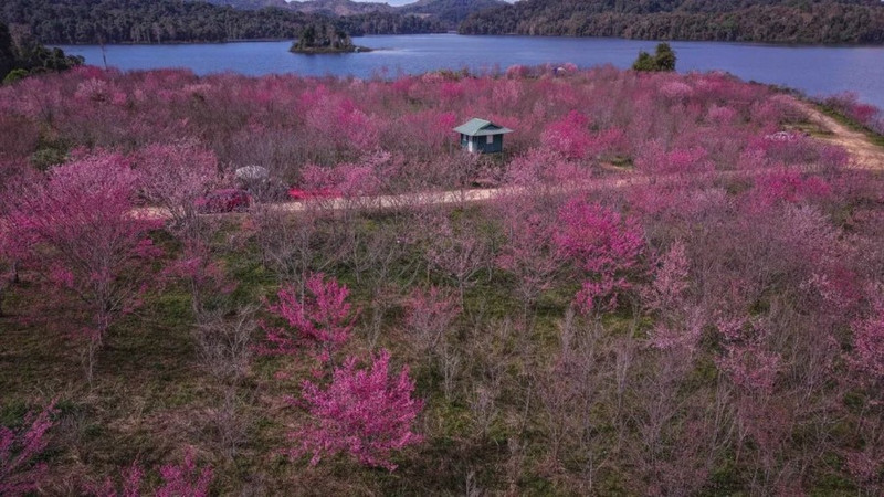 Cerezos en flor en Muong Phang. (Foto: Servicio de Cultura, Deportes y Turismo de la provincia de Dien Bien)