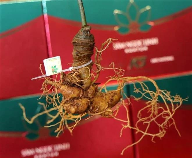 Ginseng Ngoc Linh. (Foto: VNA)