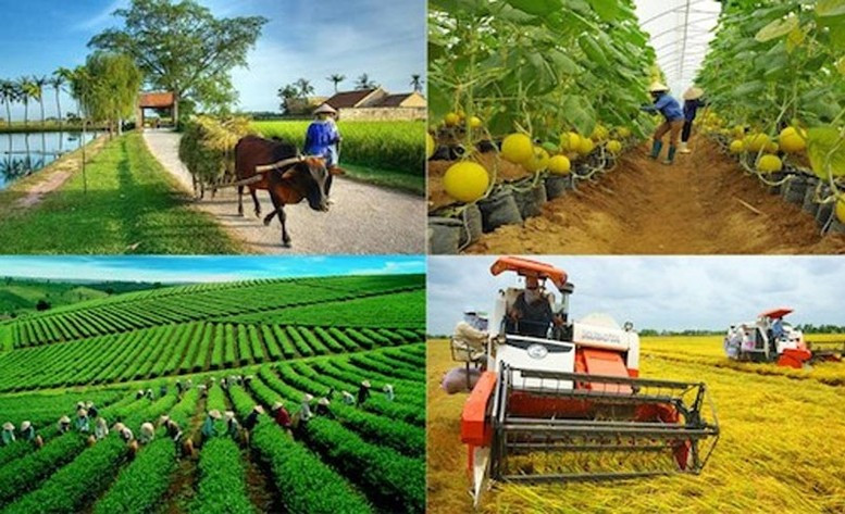 BAD y BIDV impulsan la agricultura sostenible en Vietnam con financiamiento de 250 millones de dólares. (Foto: baochinhphu.vn)
