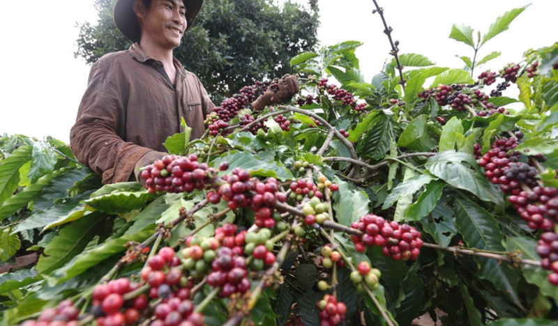 Las exportaciones de café de Vietnam alcanzan un nivel histórico en los primeros siete meses de 2025. (Foto: VNA)