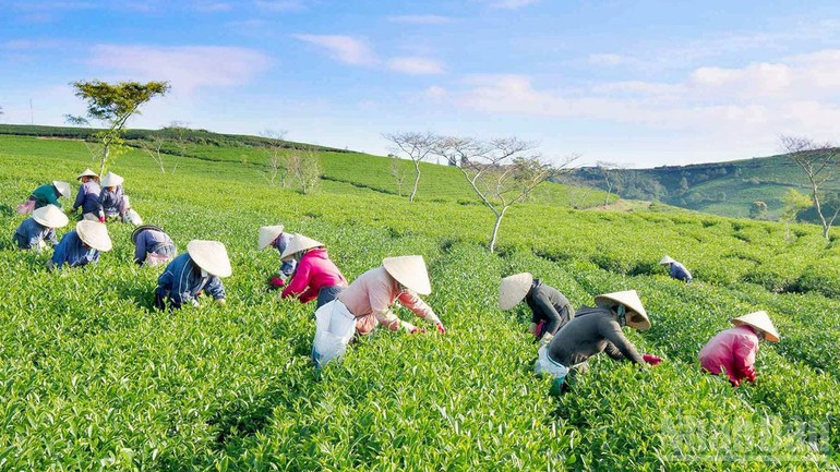 Cuatro récords en primer Festival Internacional del Té celebrado en Vietnam (Foto: Nhan Dan)