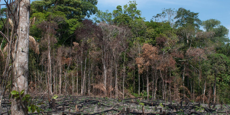 Foto de ilustración: greeninvietnam.org