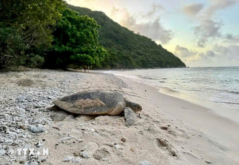 Una rara tortuga marina (Foto: VNA)