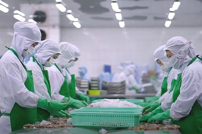 Procesamiento de camarones para exportación en el Delta del Mekong. (Foto: qdnd.vn)