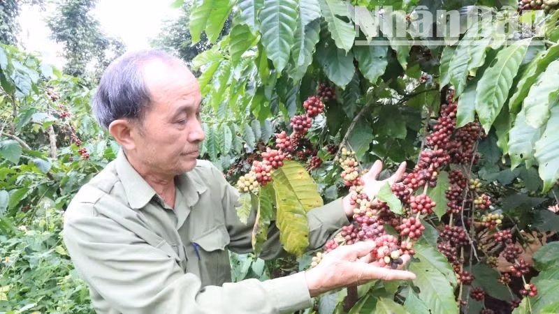 Exportaciones de pimienta de Vietnam aumentan 16,1% (Foto: Nhan Dan)