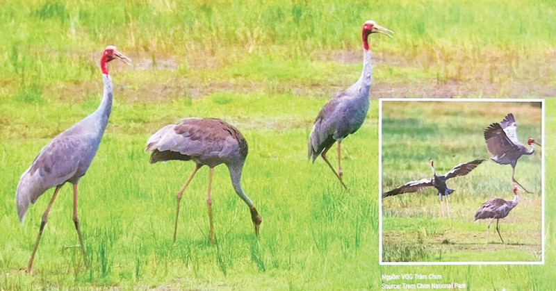 Grullas de cabeza roja en el Parque Nacional Tram Chim. (Foto: Parque Nacional Tram Chim)