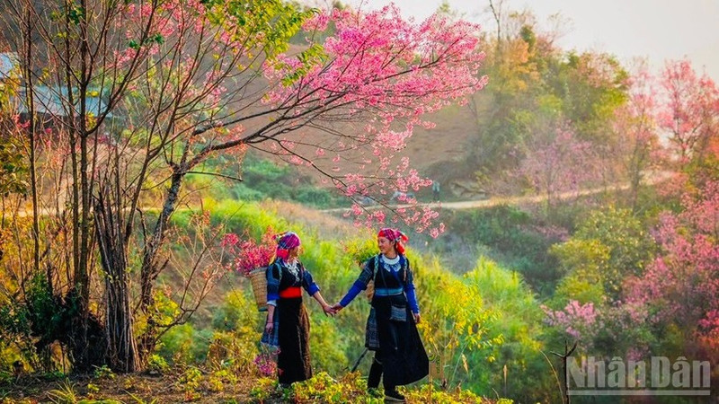 Festival de durazneros silvestres de Lao Cai se celebrará a principios de enero 