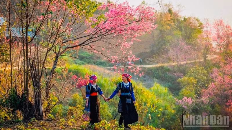 Festival de durazneros silvestres de Lao Cai se celebrará a principios de enero 