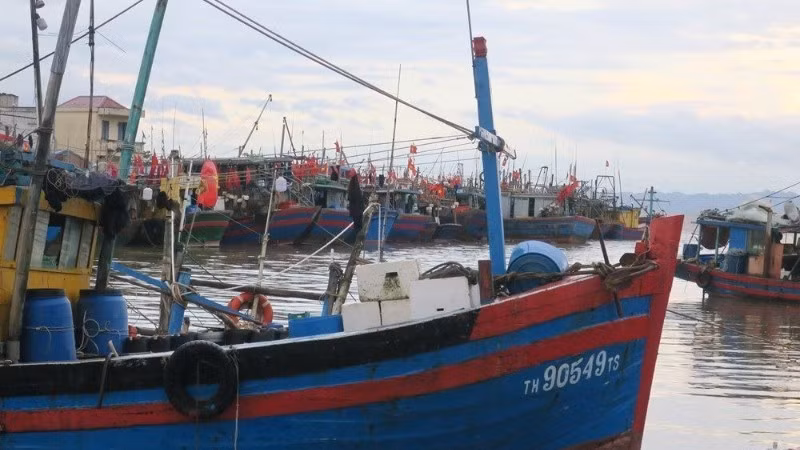 Ciudad de Hai Phong registra avances positivos en la lucha contra la pesca ilegal