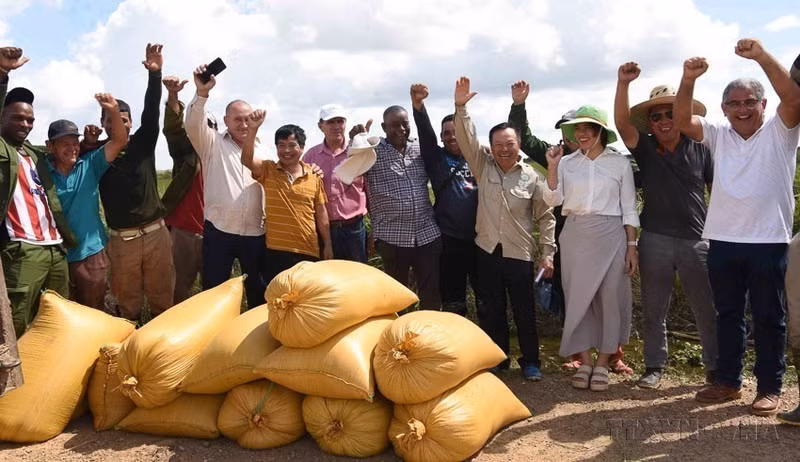 Tras más de tres meses de implementación del modelo piloto de cooperación en el cultivo de arroz entre la empresa vietnamita Agri VMA y agricultores de la provincia cubana de Pinar del Río, las primeras 16 hectáreas de un total de mil hectáreas sembradas con la variedad de arroz CT16 dan resultados más allá de las expectativas, con un rendimiento promedio de más de 7,2 toneladas de arroz/hectárea (6 de marzo de 2025). (Foto: VNA)