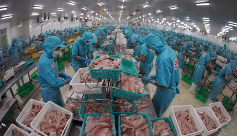 Procesamiento de pescado Tra para la exportación (Foto: VNA)