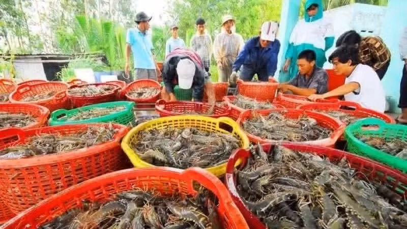 Exportaciones de productos acuáticos de Vietnam crecen 12,8 %.