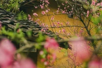 El color rosa de las flores de durazno adorna las casas con gruesas paredes de tierra de arcilla y crea una imagen vívida de la naturaleza.