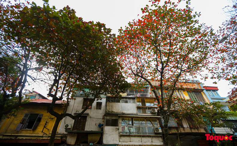 En el casco antiguo las mayores concentraciones de almendros se localizan en las calles Cua Nam, Hang Bong, Phung Hung, Hang Chieu, Hang Ma, Trang Thi y Nguyen Thai Hoc.