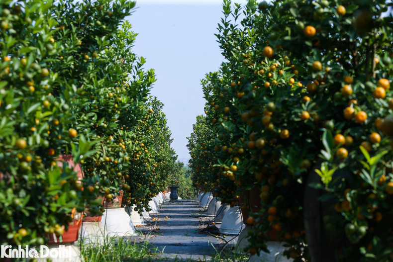 Los bonsáis de kumquat con formas singulares son los favoritos de muchos clientes.