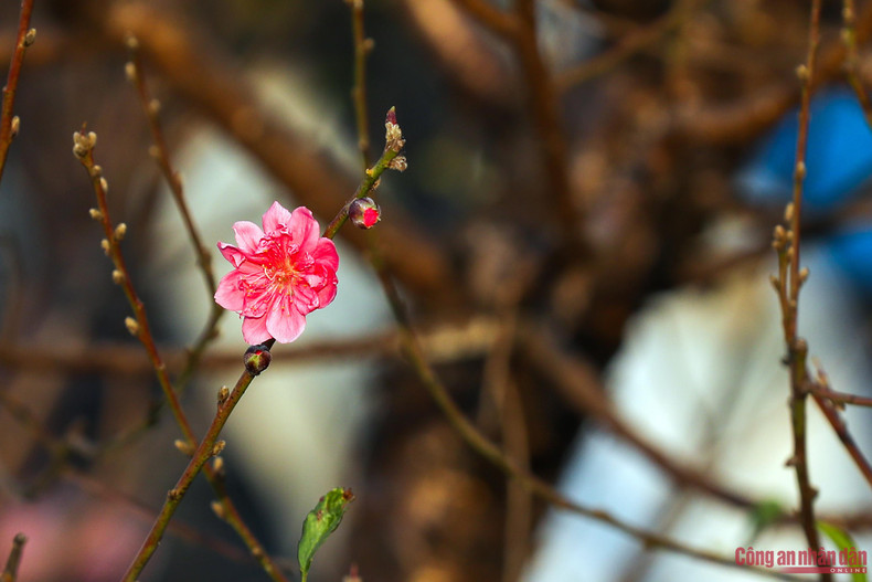 La floración de las plantas de durazno anuncia la llegada de la primavera. La floración de las plantas de durazno anuncia la llegada de la primavera.