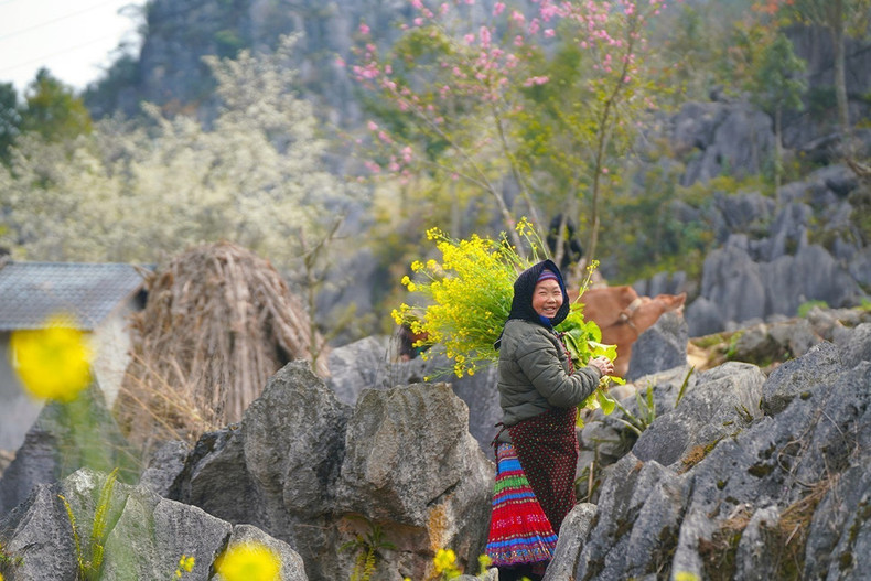 La belleza de la gente combinada con el paisaje es una atracción para los turistas que vienen a Ha Giang. La belleza de la gente combinada con el paisaje es una atracción para los turistas que vienen a Ha Giang.