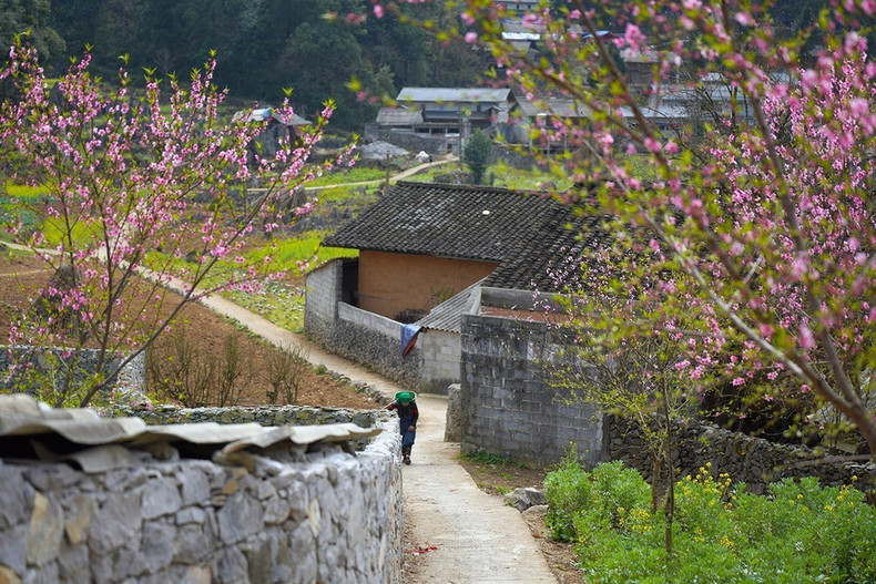 Las flores de primavera contribuyen a que la belleza de la meseta rocosa de Dong Van sea más brillante y colorida. Las flores de primavera contribuyen a que la belleza de la meseta rocosa de Dong Van sea más brillante y colorida.