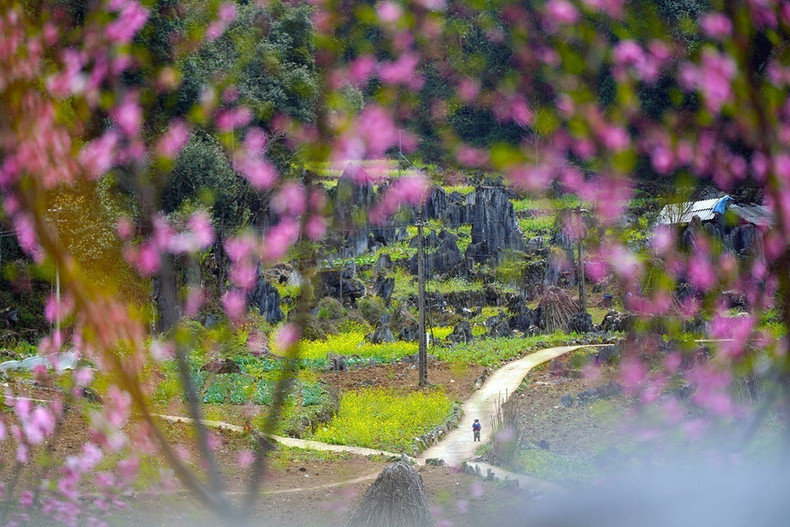 Las flores de melocotón en la primavera hacen que la belleza de la meseta de piedra de Dong Van sea más brillante. Las flores de melocotón en la primavera hacen que la belleza de la meseta de piedra de Dong Van sea más brillante.