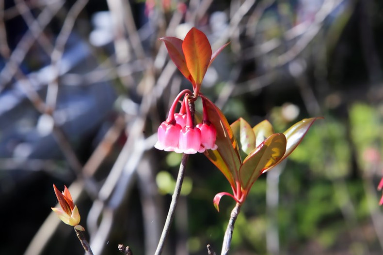La belleza de las flores de durazno con forma de campana bajo el sol de la primavera