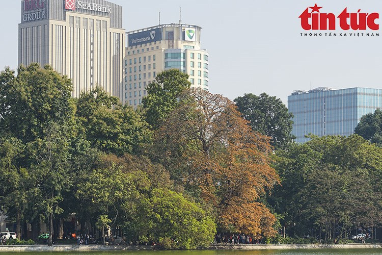 En la esquina del lago, este árbol con hojas que cambian de color atrae a muchos habitantes de Hanói y visitantes para disfrutar. En la esquina del lago, este árbol con hojas que cambian de color atrae a muchos habitantes de Hanói y visitantes para disfrutar.