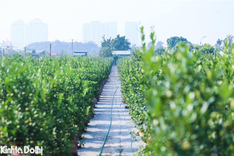 A finales de diciembre y principios de enero, los cultivadores están ocupados cuidando los bonsáis kumquat plantados en jarrones y macetas.
