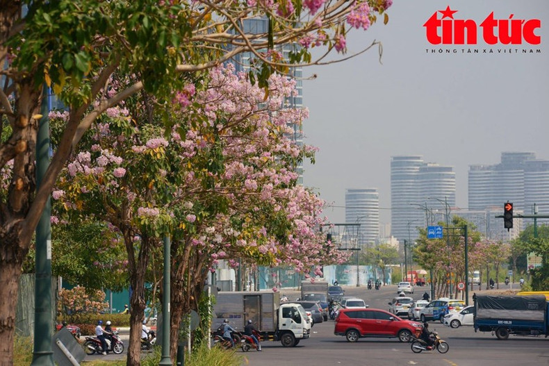 Las flores de trompeta rosa son originarias de América, también conocidas como flores de campana rosadas, y se han plantado de forma experimental en Ciudad Ho Chi Minh desde 2009. Las flores de trompeta rosa tienen un color similar a las flores de cerezo, florecen en abril y duran hasta junio.