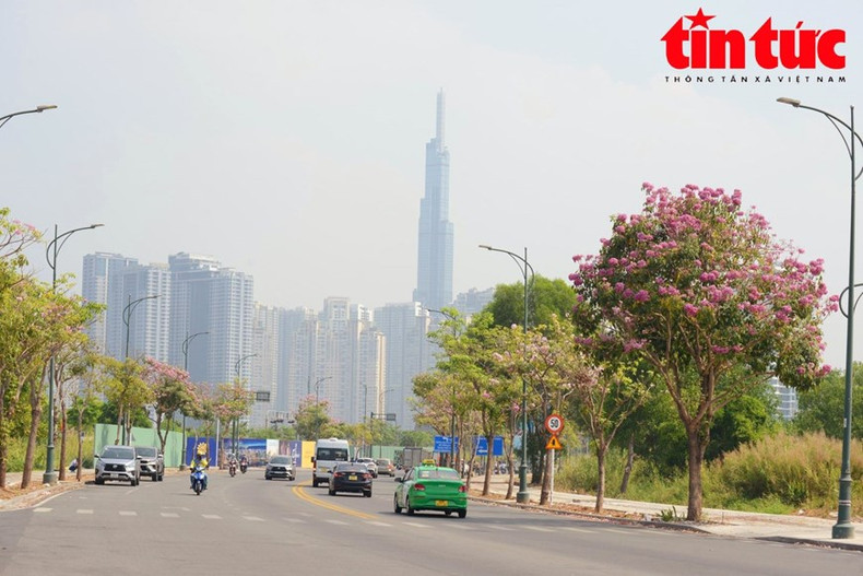 En esos días, muchas calles de Ciudad Ho Chi Minh están llenas de flores de trompeta rosa.