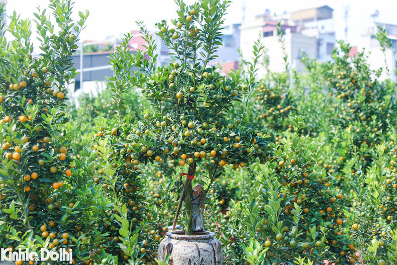 Este año, los cultivadores ofrecen muchas variedades de kumquats plantados en jarrones, tarros y bandejas para satisfacer las diversas necesidades de los clientes.