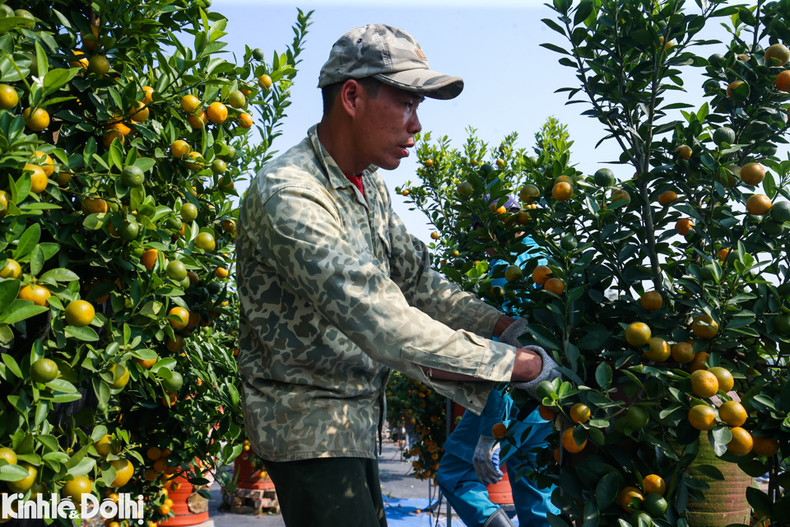 Los kumquats de Tu Lien se han trasplantado a un jarrón, listos para llevados al mercado del Tet 2024.