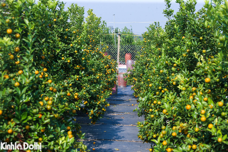 La aldea de Tu Lien es famosa por sus kumquats. Allí, unas 400 familias cultivan esa planta en una superficie de 20 hectáreas.