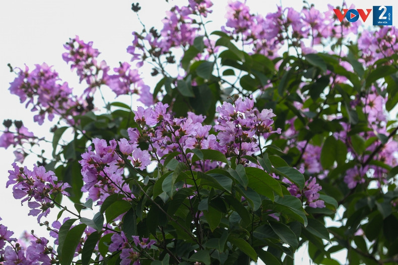 Cada flor está formada por seis delicados pétalos que se abren cuando llegan a su pleno desarrollo.