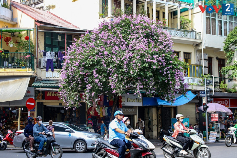 Un árbol de Lagerstroemia speciosa en la esquina de una pequeña casa en el casco antiguo de Hanói.