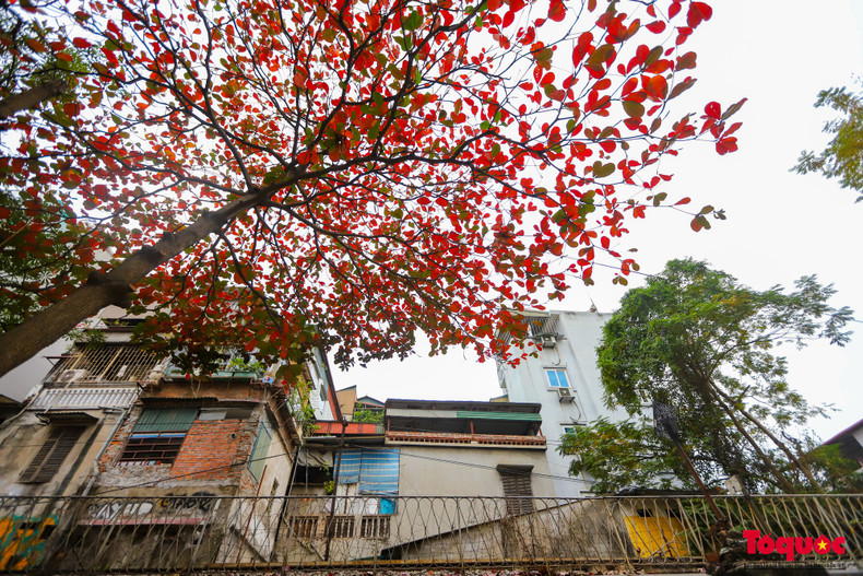 Cada almendro se vuelve brillante en la escena invernal de la capital milenaria.